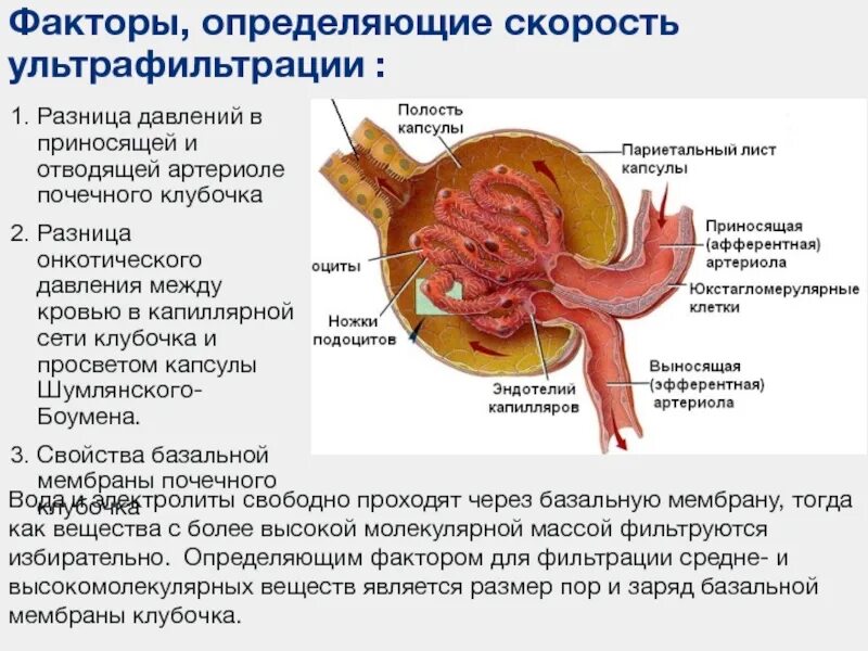 Капсула Шумлянского Боумена анатомия. Почечная артерия выносящая артериола приносящая артериола. Афферентные и эфферентные артериолы почек. Давление в приносящей артериоле. Выносящая артериола почки