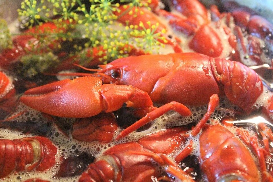 Рачки картинки. Crawfish. Раковая. Как варить раков живых в домашних