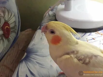 Корелла нос