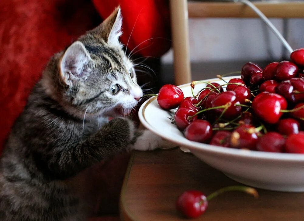 Коты ягоды
