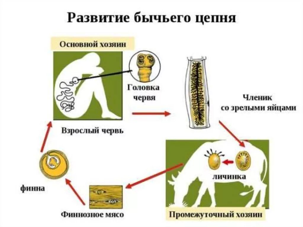 Стадии развития цепня