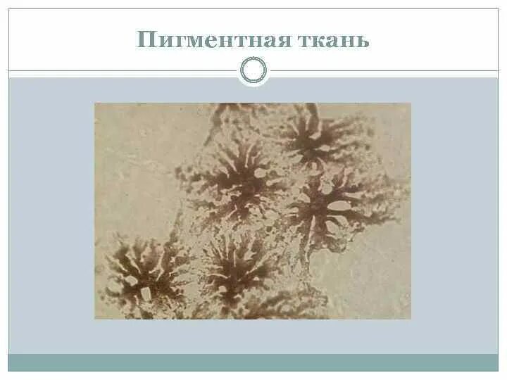 Как выглядит пигментная ткань Презентация на тему: Классификация клеток р.с.т.