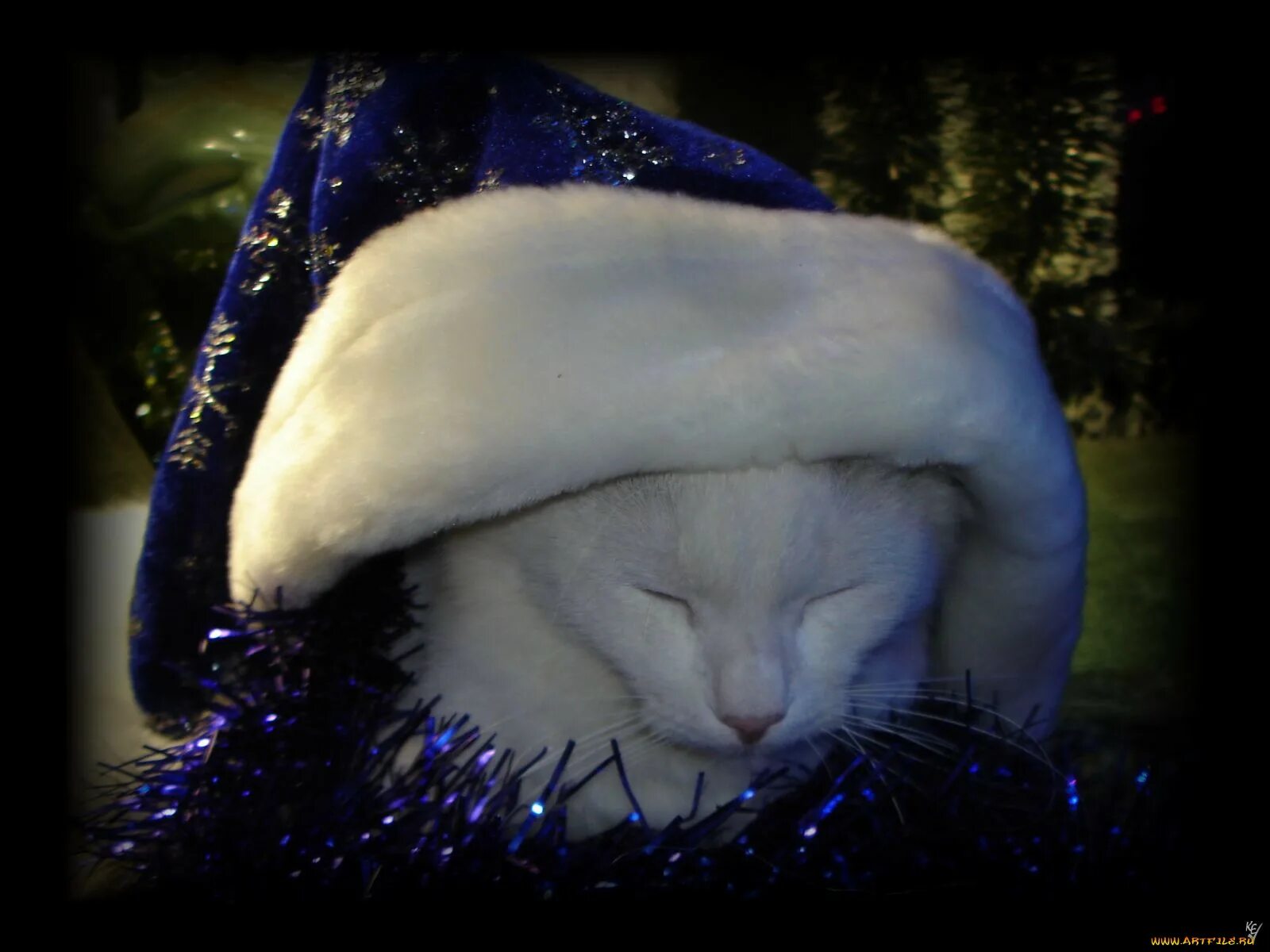 Рожденный год кота. Восточный год кота. Как одеваться на год кота.