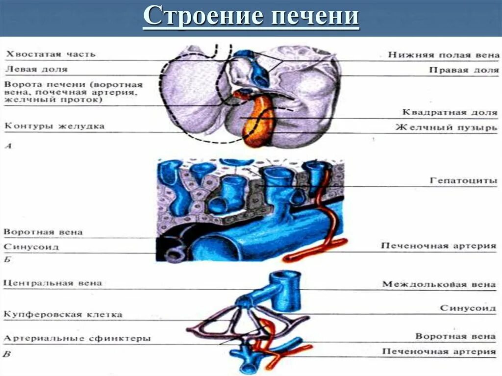 В ворота печени входят. Строение печени. Ворота печени анатомия схема. Строение печени ворота печени.