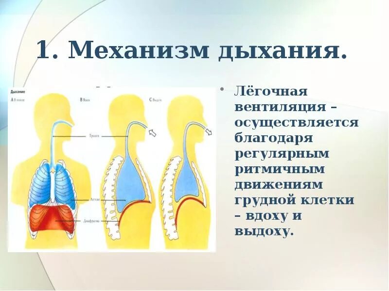 Механизм вдоха и выдоха. Механизм дыхания человека. Вдох механизм дыхания. Механизм дыхания млекопитающих. Наличие диафрагмы у млекопитающих