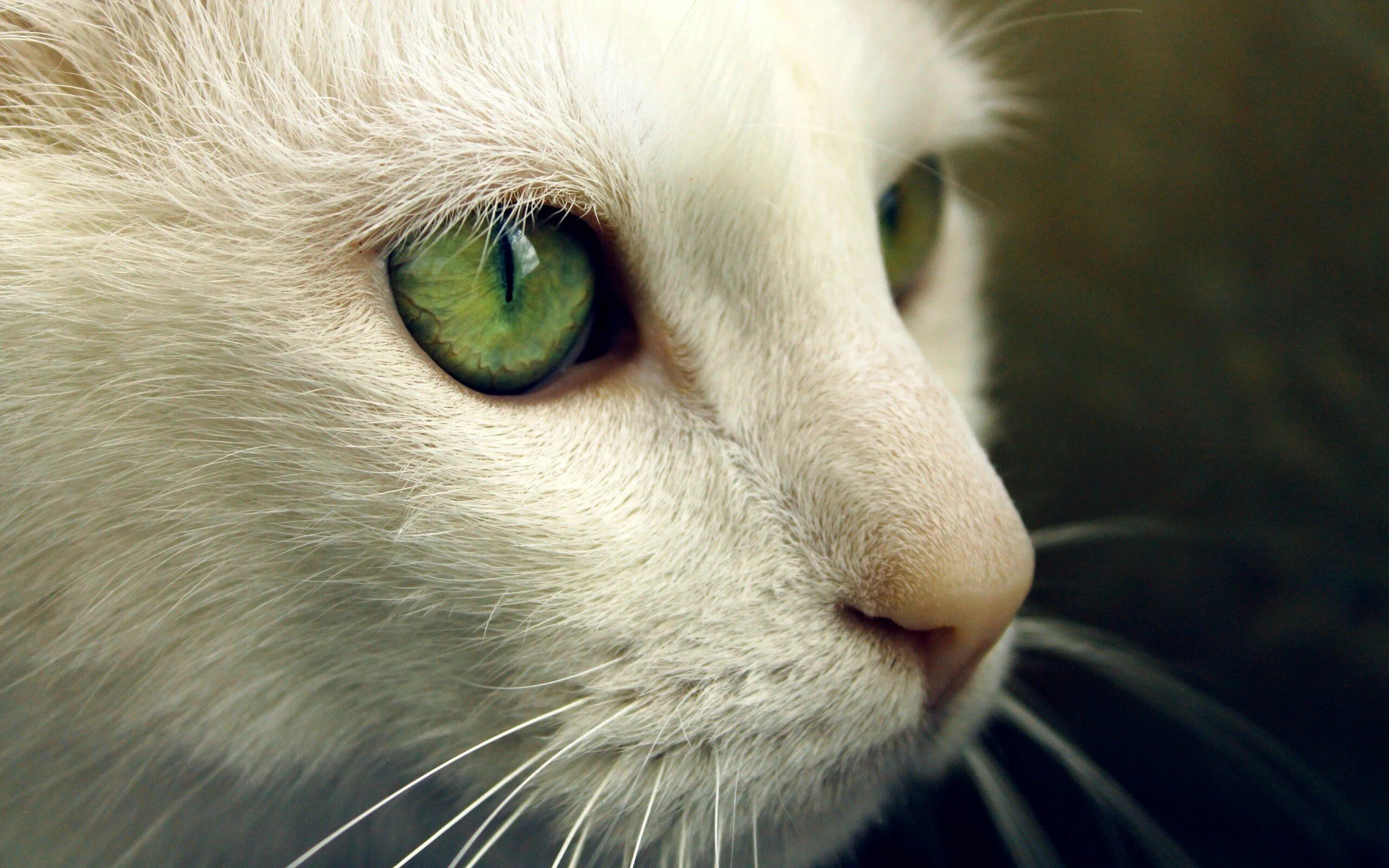 Глазки кошечки. Кошка с зелеными глазами. Белая кошка с зелеными глазами. Глаза кошки. Белый кот с зелеными глазами.