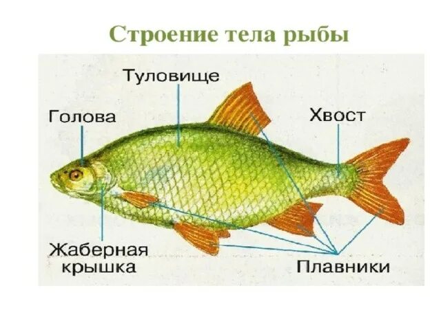 Кто такие рыбы 1 класс окружающий мир