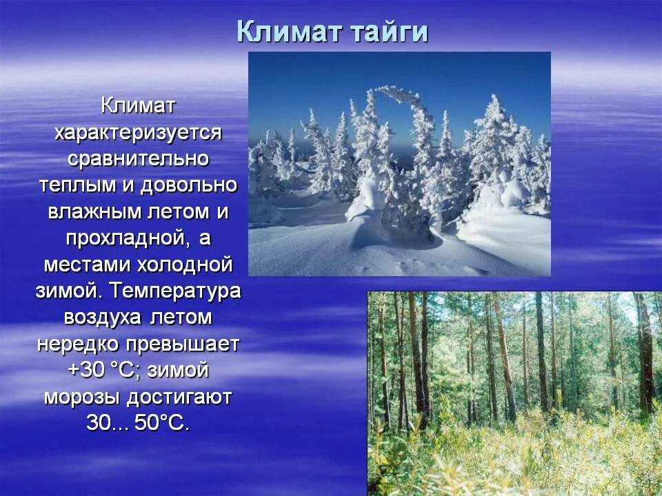 Природные условия тайги 5 класс. Тайга климат лето зима увлажнение. Климат тайги. Климатическая зона тайги. Климатические условия тайги.