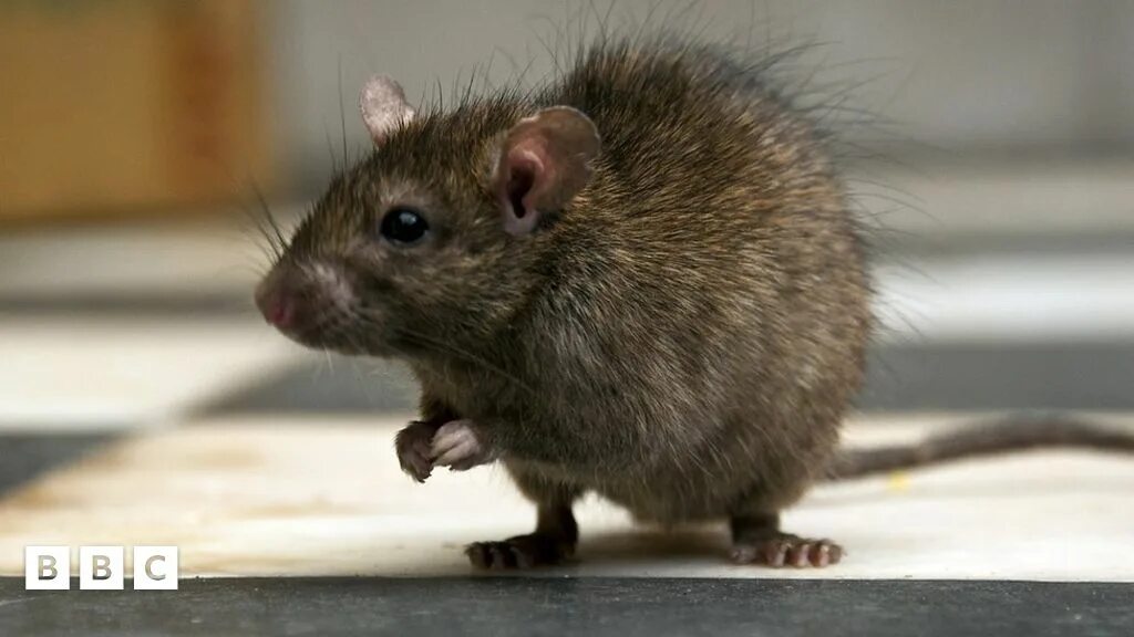 Коричневая крыса фото Pestco в Самаре: 1 исполнитель с отзывами и ценами на Яндекс Услугах.