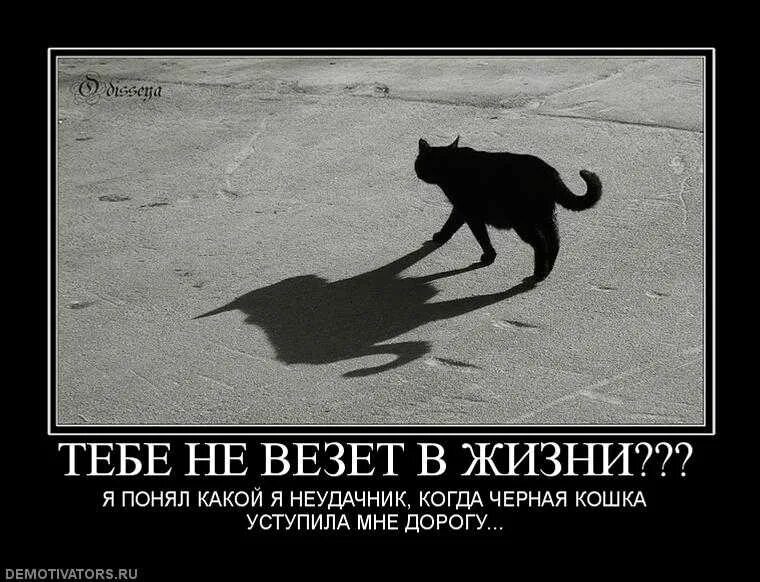 Невезение по жизни. Чёрная кошка перебежала дорогу. Не везет в жизни. Неудачник прикол. Кому повезло в любви