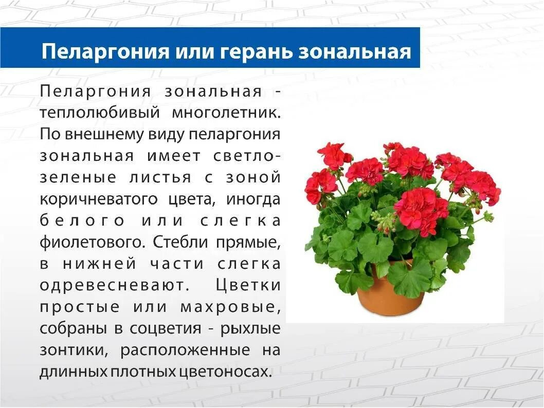 Детям про комнатные растения: найдено 89 картинок