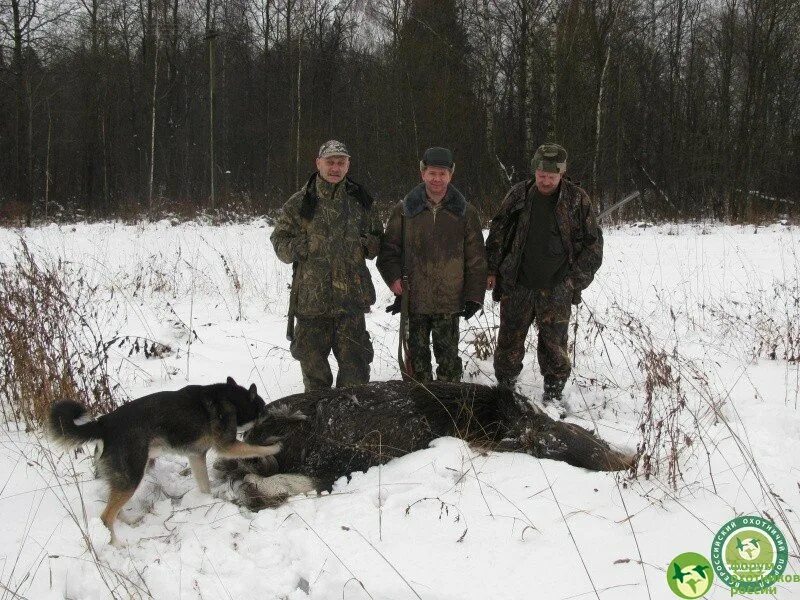 Удачной охоты. Удачной охоты брат. пёс 4 охота на охотников.