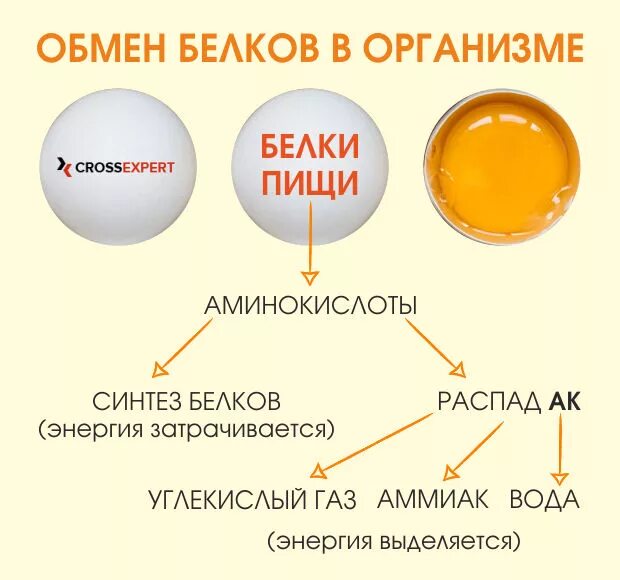 Какие вещества кроме жира могут быть источником. Схема белкового обмена в организме. Процесс обмена белков. Схема обмена веществ белков. Процессы обмена белков в организме.