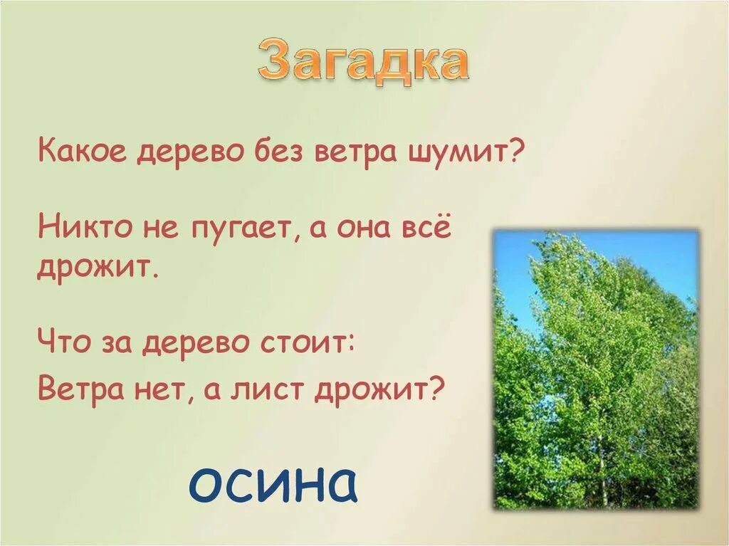 Загадка со словом природа. Загадки про деревья. Загадка про осину. Загадки на тему деревья. Стихи и загадки про деревья.