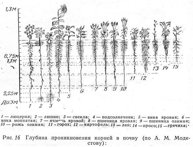 На какую глубину растут корни. Корневая система овощных культур. Корневая система пшеницы глубина. Глубина корня Яровой пшеницы. Длина корневой системы тыквы.