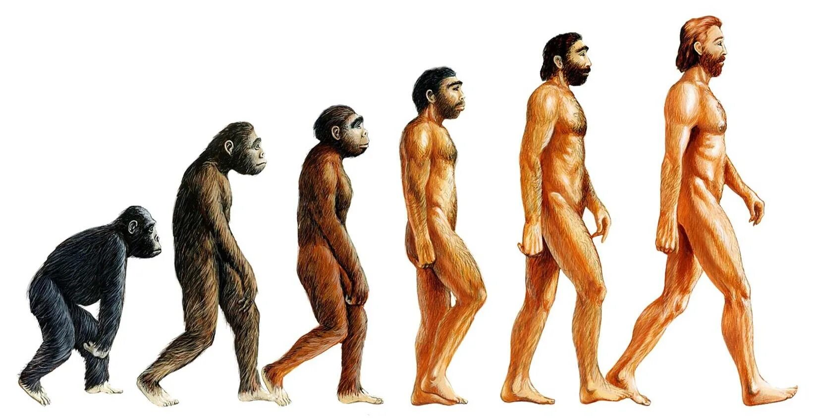 Программа homo sapiens