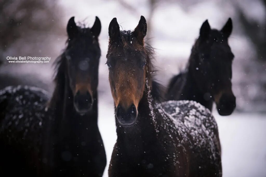 Эдуард хуснутдинов погоняю лошадей по снегу белому. Эдуард хуснутдинов кони. Песня погоняю лошадей по снегу белому. Погоняю лошадей по снегу. Эдуард хуснутдинов погоняю лошадей.