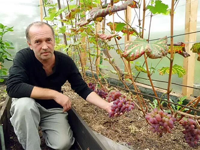 Выращивание винограда в средней. Виноградари селекционеры. Виноград в Подмосковье выращивание. Выращивать виноград в средней полосе.