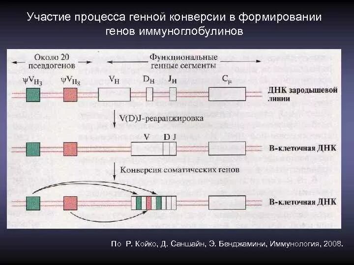 Гены иммуноглобулинов. Генетика иммуноглобулинов. Синтез иммуноглобулинов. Генетика синтеза иммуноглобулинов. Генная конверсия схема.