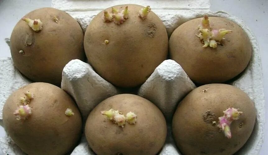 Картофель на проращивание перед посадкой когда достают. Посадка картофеля. пророщенный картофель. проросший клубень картофеля. подготовка клубней картофеля к посадке.