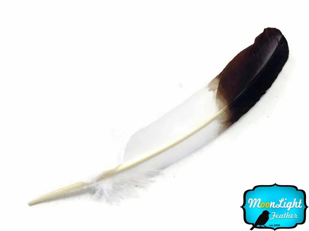 Feather 6