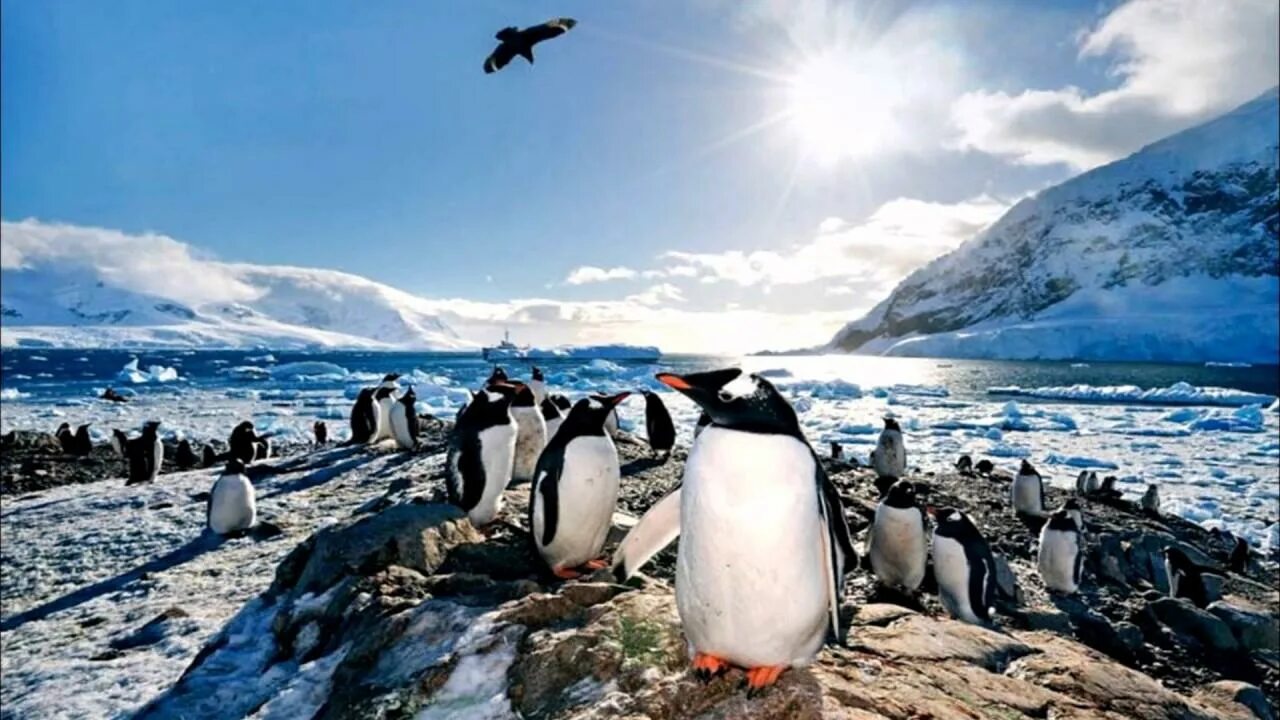 Ушуайя антарктида. Ушуайя остров пингвинов. Аргентина пингвины Ушуайя. Остров Десепшн в Антарктиде.