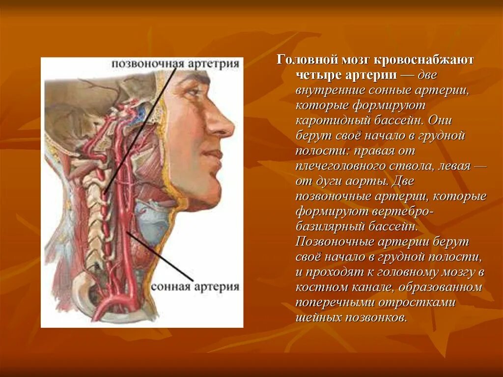 Каротидный бассейн головного мозга анатомия. Наружная Сонная артерия кровоснабжает. Кровоснабжение мозга позвоночные артерии. Внутренняя Сонная артерия. Какая артерия кровоснабжает мозг