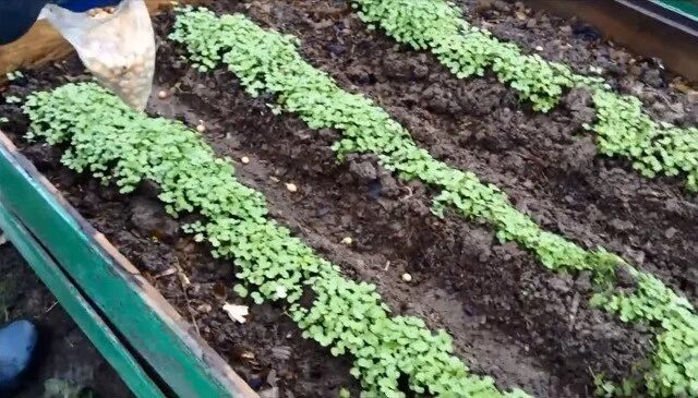 Что можно посадить под зиму из зелени. Какие культуры можно посадить под зиму. что можно посадить под зиму на огороде во владикавказе.