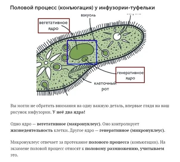 Инфузория туфелька строение таблица. Жизненный цикл инфузории туфельки. Вегетативное ядро инфузории туфельки. Инфузория строение и функции органов.