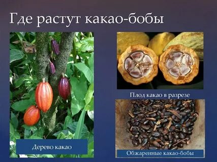 Регион является родиной какао