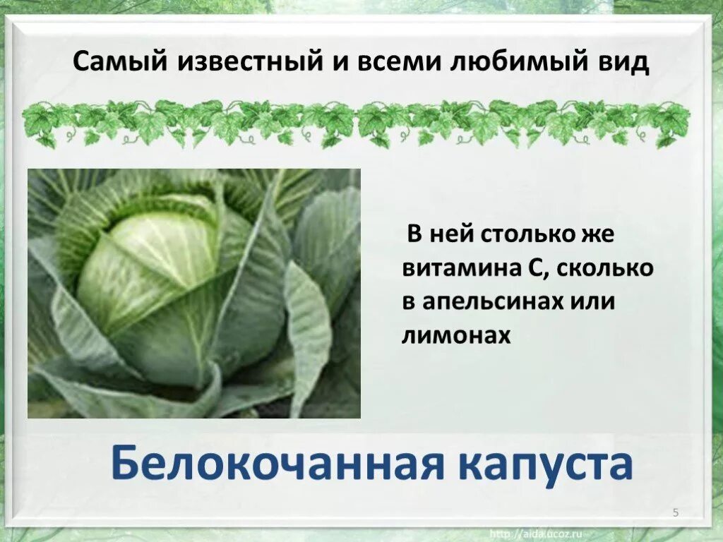 Е карту капуста. Капуста для презентации. Сообщение о белокочанной капусте. Презентация на тему капуста. Строение белокочанной капусты.