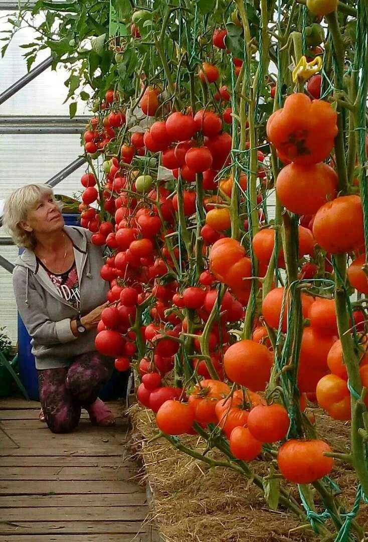 Сколько растут томаты. Тепличные томаты Гама ф1.