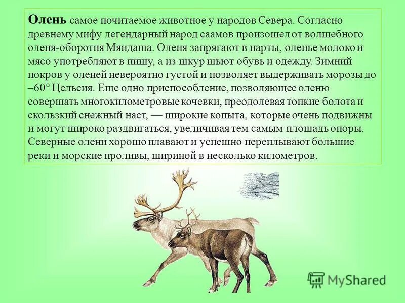 Сказка почему олень быстро бегает. Олень значение. олень мяндаш. строение оленя. молоко оленя.