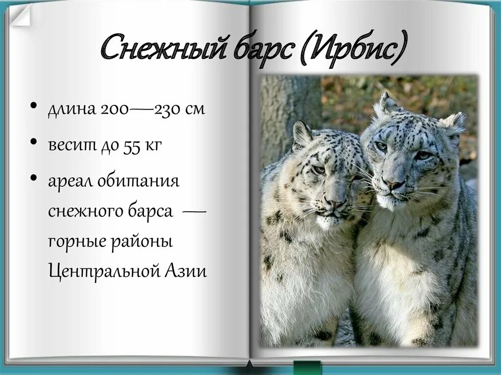 Снежный Барс красная книга России. Снежный Барс красная книга презентация. Снежный Барс Ирбис красная книга. Рассказ о Снежном Барсе. Книга россии снежный барс