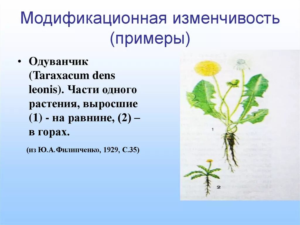 Модификационная изменчивость одуванчика. Модификационная изменчивость примеры. Модификационная изменчивость у растений. Примеры модификационной изменчивост.