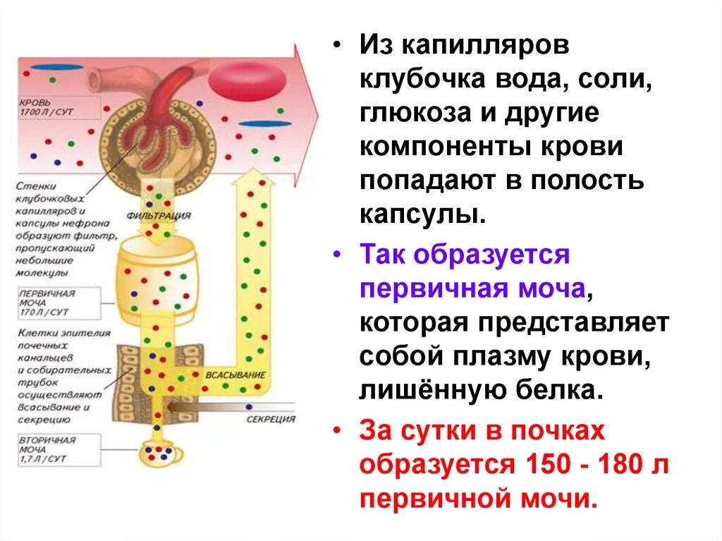 Фильтрация крови в капиллярном клубочке. Из капиллярного клубочка в капсулу нефрона не поступают. Из капиллярного клубочка в капсулу нефрона поступают. Из клубочка капилляров в полость капсулы нефрона в норме не поступает. В почках фильтруется моча кровь лимфа