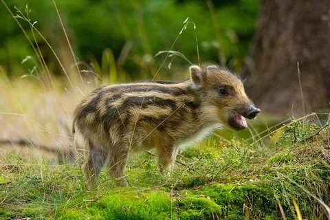 Маленький лесной