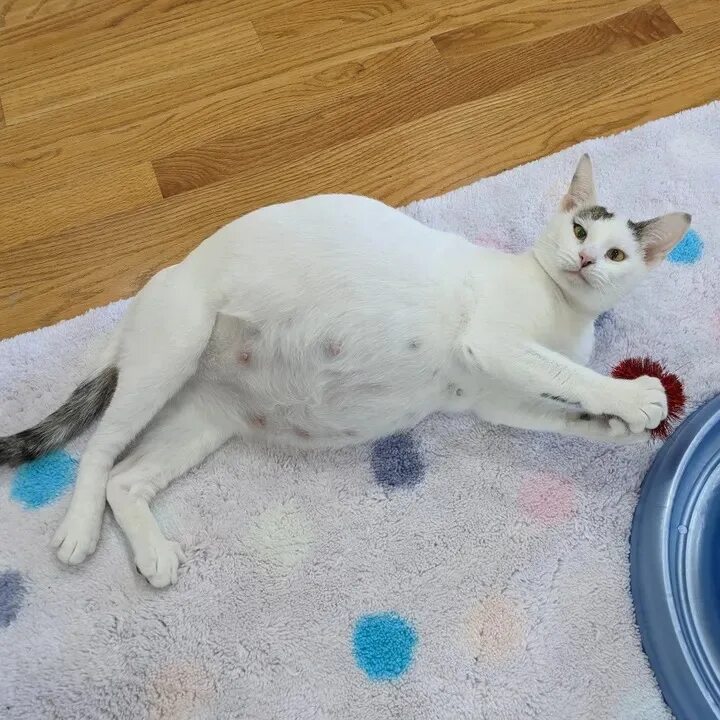 Беременность кошки. Снимки беременных кошек. Беременная кошечка. Беременная белая кошка.
