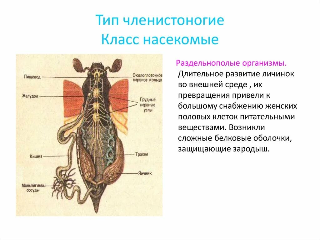 Типы органов размножения. Типы органов размножения