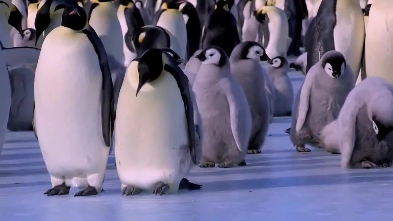 пингвины в антарктиде высиживают яйца. путешествие пингвинов. мадагаскарский пингвин птица. Penguin видео. Blago white пингвин.