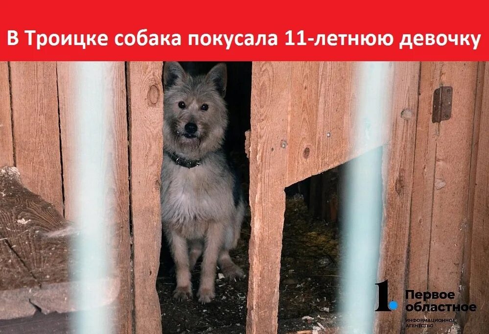 Собаки в троицке. Идеальная собака. Собаки в троицке. Собака троицк. Собака билл.