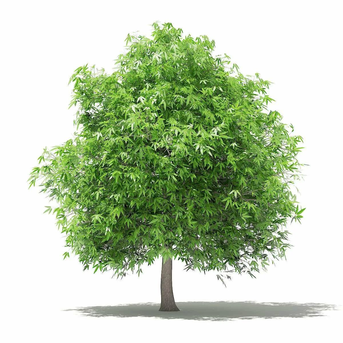 Деревья в 3ds Max. Модель дерева. Дерево 3d. Деревья для 3d Max. Дерево в 3 d