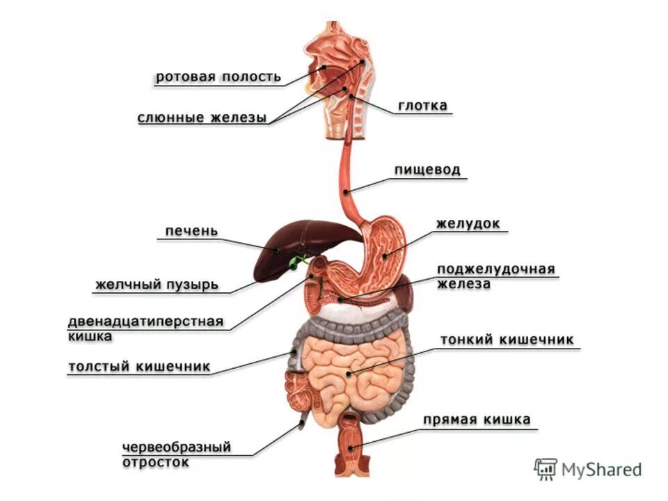 Установите правильную последовательность пищеварительного тракта. Пищеварительная система атлас анатомии. Схема движения пищи по пищеварительному тракту. Этапы пищеварения схема. Схема переджаежения пищи по пищеварительном тракт.