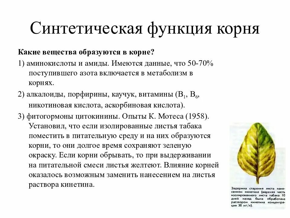 Функции корня минеральное питание. Корень мин. Функции корня минеральное питание. Функции корня минеральное питание. Функции корня минеральное питание.