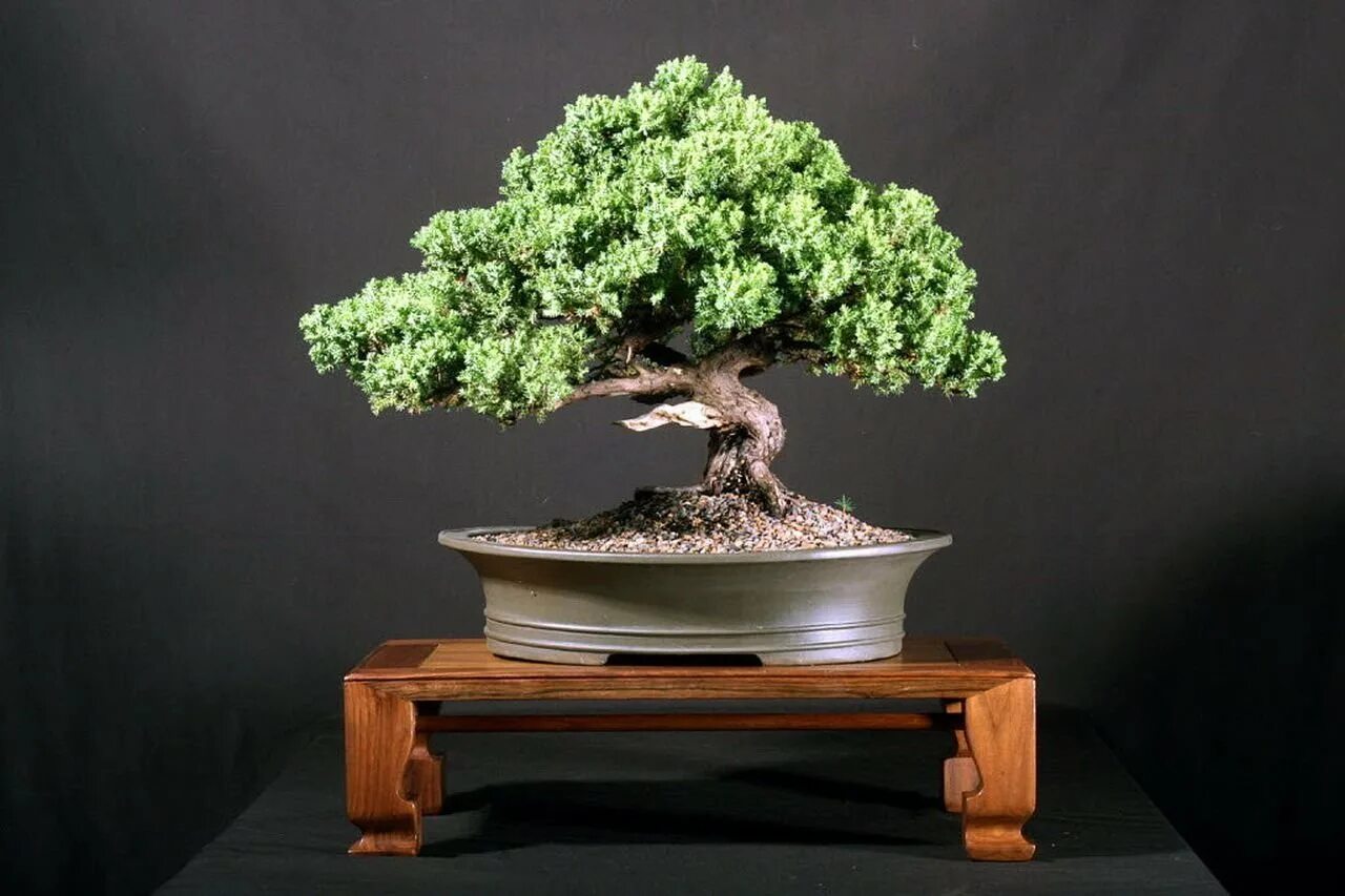 бонсай сехин. банзай китайское дерево. маленькие деревья для большой радости. Bonsai дерево. бонсай токугава.