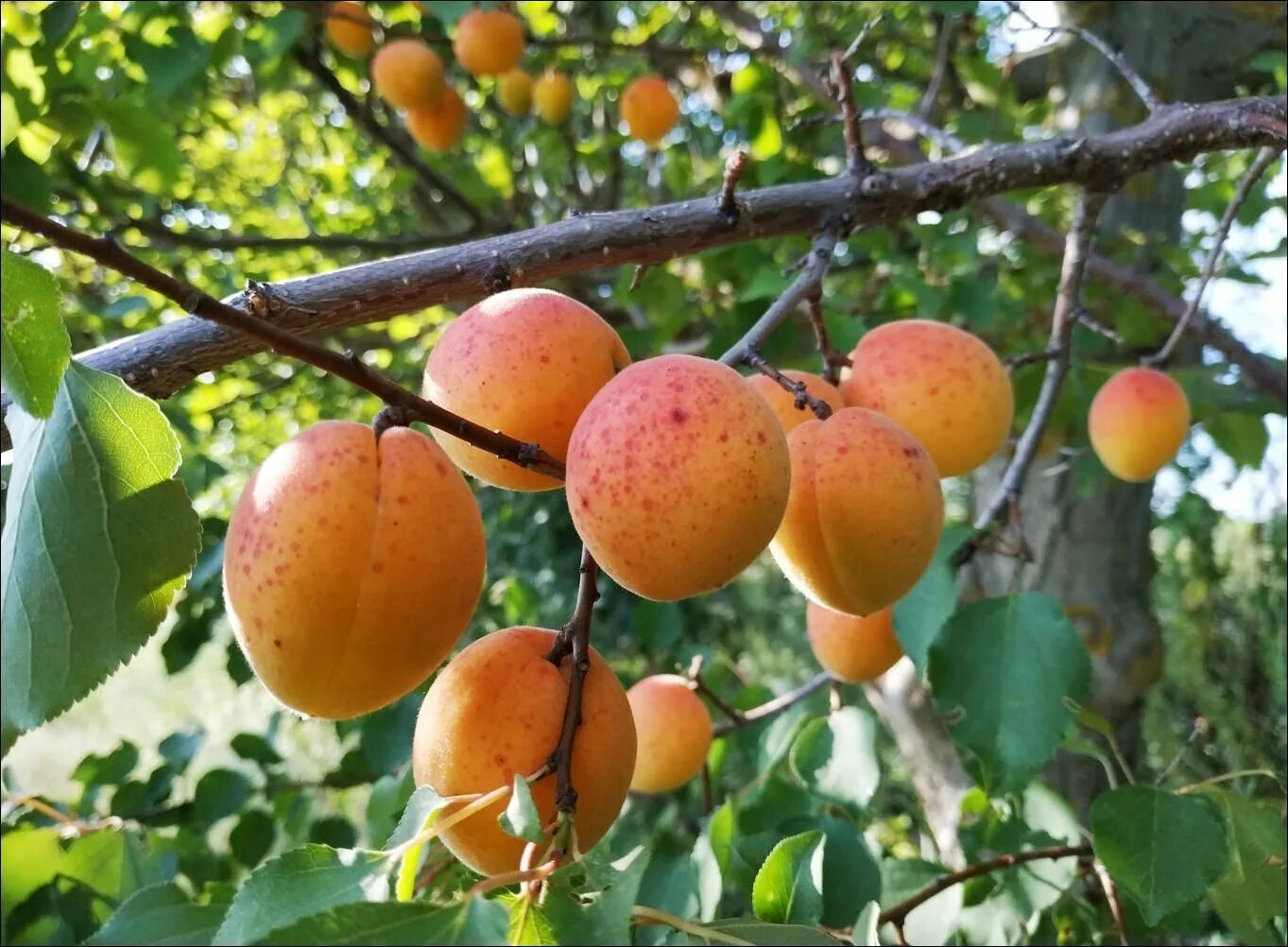 Жерделя