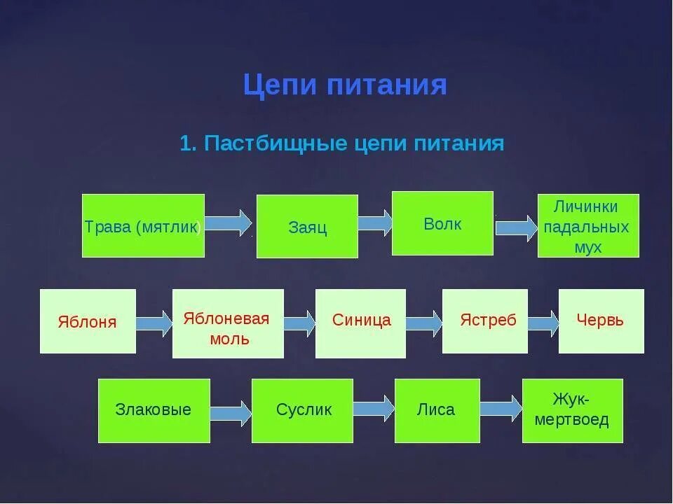 Цепь питания картофельного поля из 3 звеньев. Как составить пищевую цепь. цепь питания из 2 звеньев. цепь питания из 3 звеньев. цепь питания из 5 звеньев примеры.