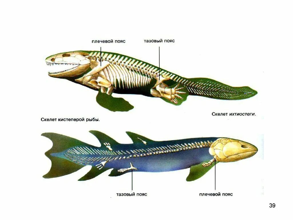 Внешнее строение кистеперых рыб. Кистеперая рыба Латимерия. Ихтиостега скелет. Кистеперая рыба Латимерия строение.