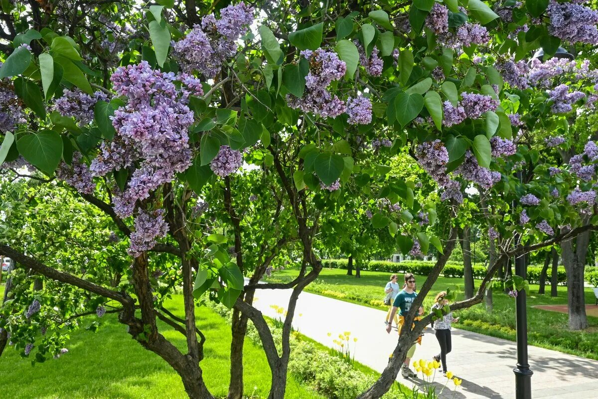 Сирень вечерняя москва. Сирень vechernyaya Moskva. Королева Москвы сирень дерево. Дюк Фессана цветет.