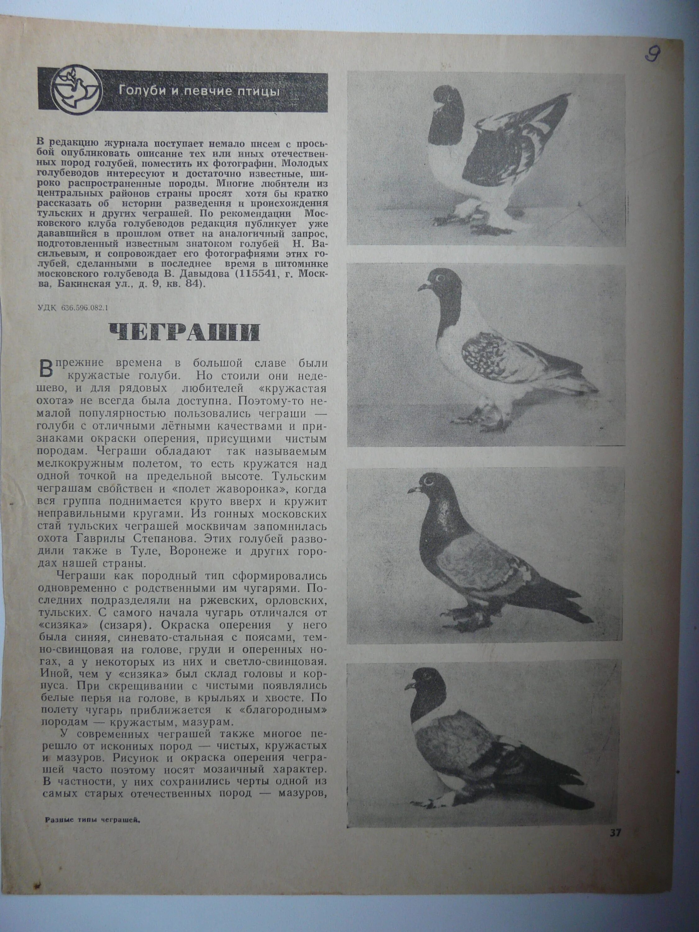 Как голубь знает куда лететь